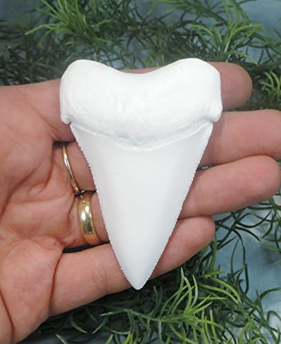 3'' Great White Sharks Tooth Replica