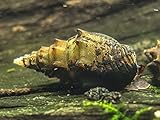 5 LARGE (1 - 3 inches long) Thiara Winteri Snails (Prambanan snails) by Aquatic Arts