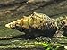 5 LARGE (1 - 3 inches long) Thiara Winteri Snails (Prambanan snails) by Aquatic Arts