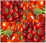 150 Large Red Cherry Grape Tomato Seeds Heirloom Sweet, Juicy, Bite Size ~ 1.25"