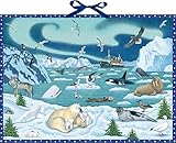 Wand-Adventskalender - Tiere der Arktis: Mit Infotexten zu den Tieren by 