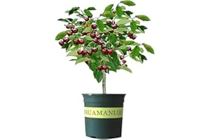 CZ GRAIN Black Cherry Fruit Tree Live Plant Seedling - Prunus serotina, Great for Home and Garden Yards Planting - No Ship to California