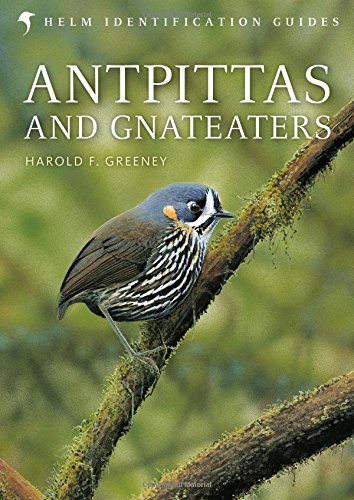 Antpittas and Gnateaters (Helm Field Guides)