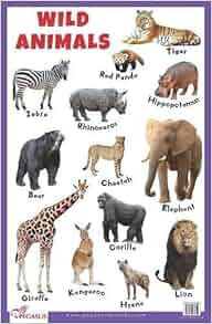 Wild Animals Educational Chart: 9788131938850: Amazon.com: Books
