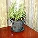 Window Garden Rustic Charm 6” Planter - Fine Home Décor Ceramic Indoor Decorative Pot. for or Herbs, Flowers, Succulents. Beautifully Packaged, Great Gift for Mom, Office, Holiday.