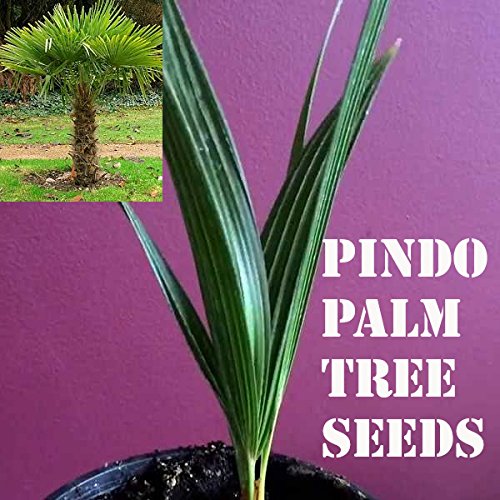 10 Pindo Palm Tree Seeds