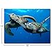 Purple Verbena Art 1 Panel Two Submarine Turtles Under The Sea Pictures Prints on Canvas Walls Paintings, Modern Seaview Animal Giclee Wall Artwork for Home Decor, Stretched and Framed, 12x16 Inch