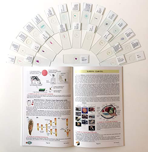Rs' Science - 25 Microscope Prepared Slide Set for You to Learn The Beauty of Biology (2019 Version) with Printed Guide Book