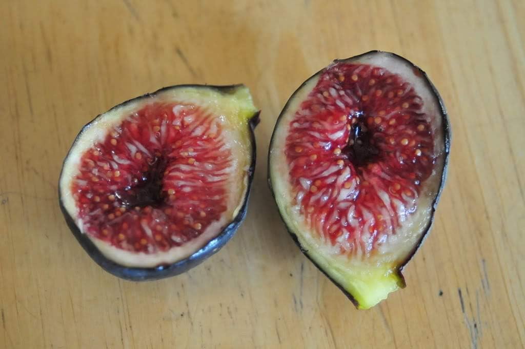 TOMHHY Ficus carica Black Madeira Portuguese fig 50 Fresh Seeds