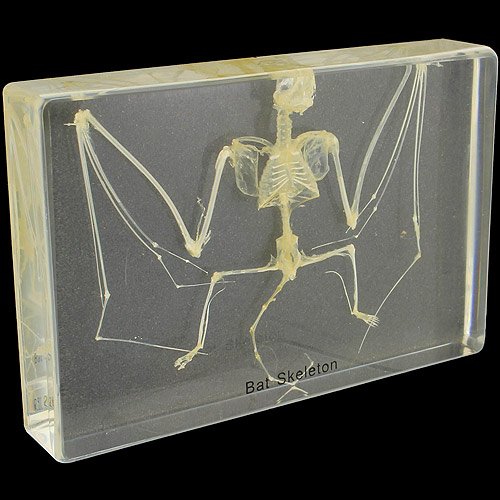 The Real Insect Co Skeleton