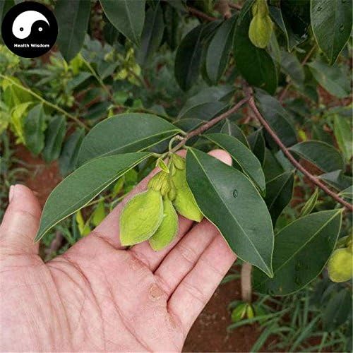| Bonsai | Buy Real Aquilaria Sinensis Tree Semente 30pcs Plant Agarwood Scented Grow Chinese Incense Wood Chen Xiang New 2018 | by HUNACA