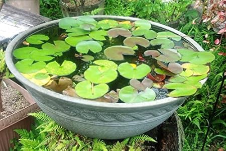 Amazon Co Jp 睡蓮鉢 直径60ｃｍ 高さ25ｃｍ ホーム キッチン