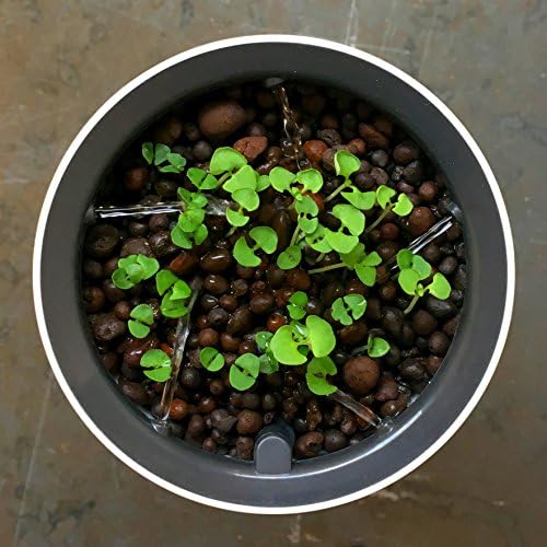 Botanium Unidad de Cultivo Automático de Alimentos Humo Blanco ...