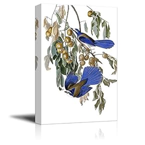 Beautiful Illustration of Aphelocoma Coerulescens Diospyros Virginiana by John James Audubon - Canvas Art Home Art - 12x18 inches