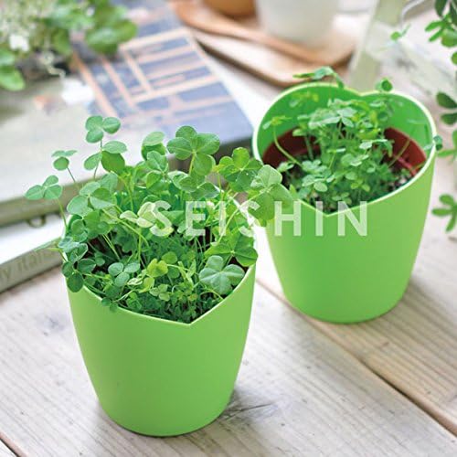 Amazon 四つ葉のクローバー栽培セット きっと見つかる 幸せのクローバー 草