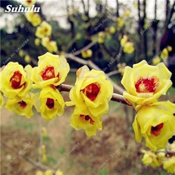 5 Pièces Rares Couleur Vivaces Wintersweet Graines Fleurs