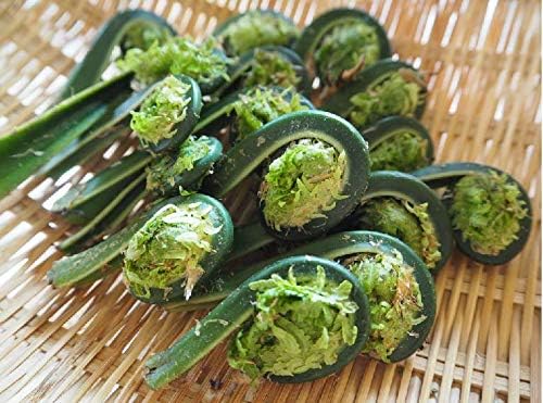 Amazon こごみ 300g 天然山菜 コゴミ 山菜 飛騨高山産 岐阜県高山市 さるぼぼ山菜便 飛騨高山 こごみ 通販