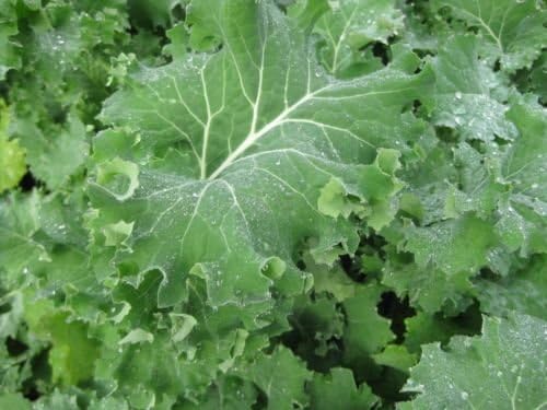 IMPROVED SIBERIAN KALE 100+ SEEDS HEIRLOOM Garden Vegetable Greens Healthy