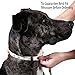Logical Leather Padded Dog Collar - Best Full Grain Heavy Duty Genuine Leather Collar - Black - Large