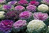 CEMEHA SEEDS Flowering Kale Mix Cabbage Ornamental