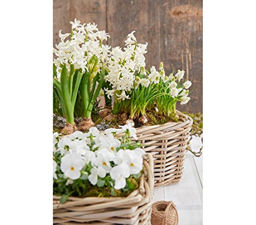 Dehner Rattan Pflanzkasten, ca. 30 x 15 x 15 cm, Rattangeflecht, grau/braun – Bild 4