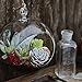 SWISSELITE Glass Hanging Planters Hanging Glass Terrariums, Plant Terrariums Set (3 Pack Ball)