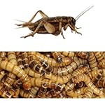 500ct Live Superworms & 500 Live Med Sz Crickets, Reptile, Birds, Fishing Best Bait