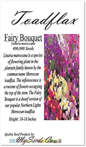 2 BIG+PACK+SNAPDRAGON+maroccana+MySeeds+Co