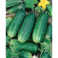 Carolina F1 Hybrid Cucumber 25 Seeds Heavy Bearing Extremely Disease Resistant