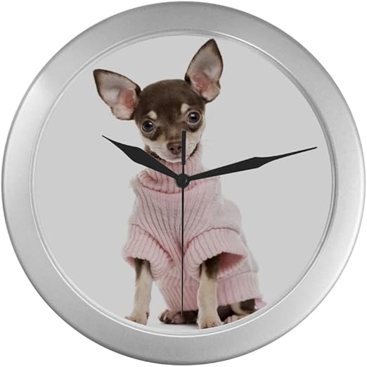 silver chihuahua puppies