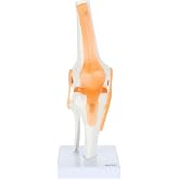 Axis Scientific Life-Size Knee Joint Anatomy Model with Flexible Ligaments | Cast from real human bones; bends to show movement; ACL, PCL, MCL, LCL, and both menisci; study guide names 18 structures