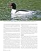 Wings on the Water: The Great Gallery of Ducks, Geese and Loons
