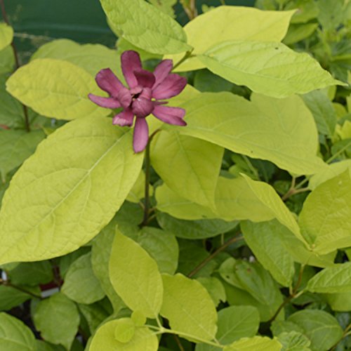 Calycanthus 'Hartlage Wine' 15cm Pot Size