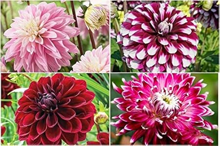 FERNSFLY Flower Bulbs IMP. Dahlia | Dhalia | Dahalia Perennial Flower Bulbs Excellent Quality Attractive Aromatic Flower Home Outdoor Gardening Flowering Bulbs (Pack Of 9 Mutli Collection)