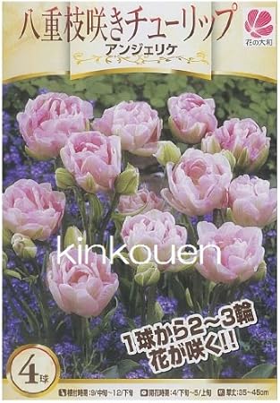 Amazon Co Jp A 7 八重枝咲きチューリップ アンジェリケ4球 Diy Tools Garden