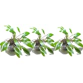 Marcus Fish Tanks - 3X Cryptocoryne Wendtii Green Pots Crypt Wendtii Easy Live Aquarium Plants for Aquatic Freshwater Fish Tank
