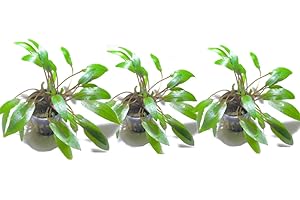 Marcus Fish Tanks - 3X Cryptocoryne Wendtii Green Pots Crypt Wendtii Easy Live Aquarium Plants for Aquatic Freshwater Fish Tank
