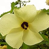 Sunset Hibiscus Seeds (Abelmoschus manihot) 10+ Organic Heirloom Seeds in FROZEN SEED CAPSULES for the Gardener & Rare Seeds Collector - Plant Seeds Now or Save Seeds for Many Years