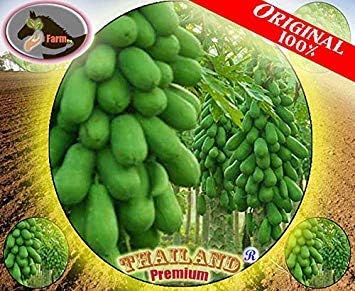 Germination Seeds: 50 Seeds: Thai(Non-GMO) Dwarf Papaya Fruit Seeds, Holland, Papaw, Pawpaw Organic Papaya 2018