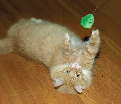 Cat Dancer 601 Catnip Cat Dancer Interactive Cat Toy - Main Image