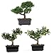 Nearly Natural 8.5in. Bonsai Silk Plant Collection (Set of 3)