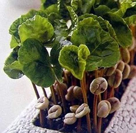 Portal Cool 20 PC-Kaffeebohnen Samen Coffeetree Samen Sehr schÃ¶nes Zuhause Kaffeesamen