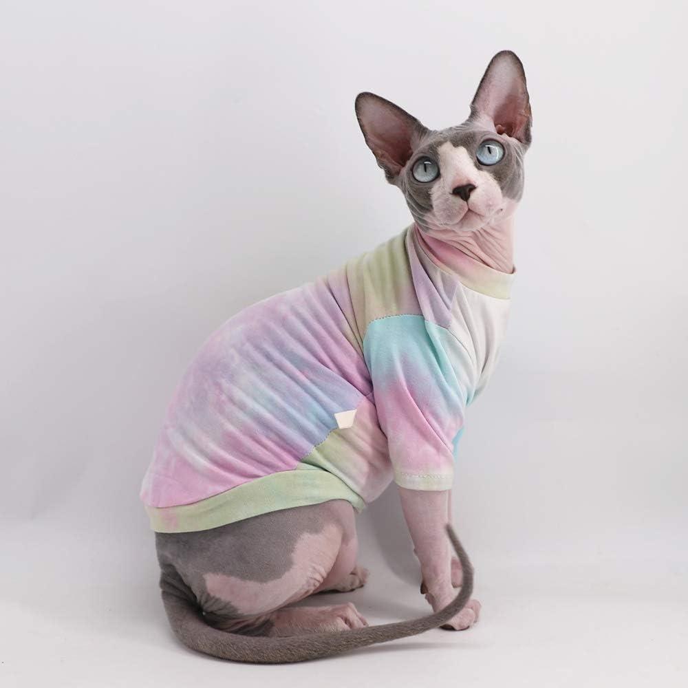 cat wearing leather jacket