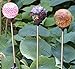 Set of 3 Ball Lamps, Solar 3.5
