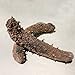 GOLDENSEA-Natural Sun Dried Alaska Red Sea Cucumber 金海堂-野生淡干海参, 阿拉斯加野生红刺参(Medium Size)1lb, Grade AAAA