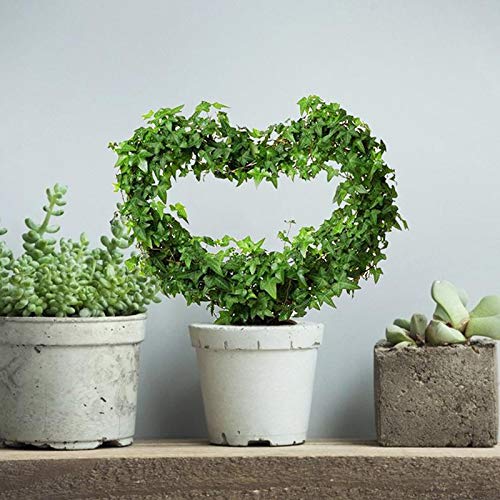 Yojoloin Rankhilfe für Pflanzen,Rankhilfe Garten Pflanzenstütze Blumenstütze Rankgitter Metall,Rankhilfe Pflanzenhalter… – Bild 7