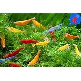 Generic Shrimp Up Aquatics&trade; 20+ Mixed Color Neocaridina Shrimp Live Freshwater Aquarium Inverts Live Arrival! Mixed