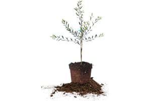 PERFECT PLANTS Arbequina Olive Live Plant, 2-3ft, Includes Care Guide