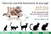 CATONEER Сat Hammock - cat Bed - pet Bed - pet Bed Frame - Small Dog Bed - cat Bed Frame - Gifts for Cats - cat Lovers Gifts - cat beds - pet pad - Small Dog beds - pet Hammock [Candy]