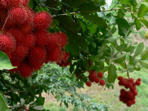 Big Rambutan (Nephelium Lappaceum) 10 Seeds